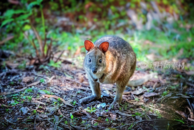 年轻的 Pademelon (Thylogale)